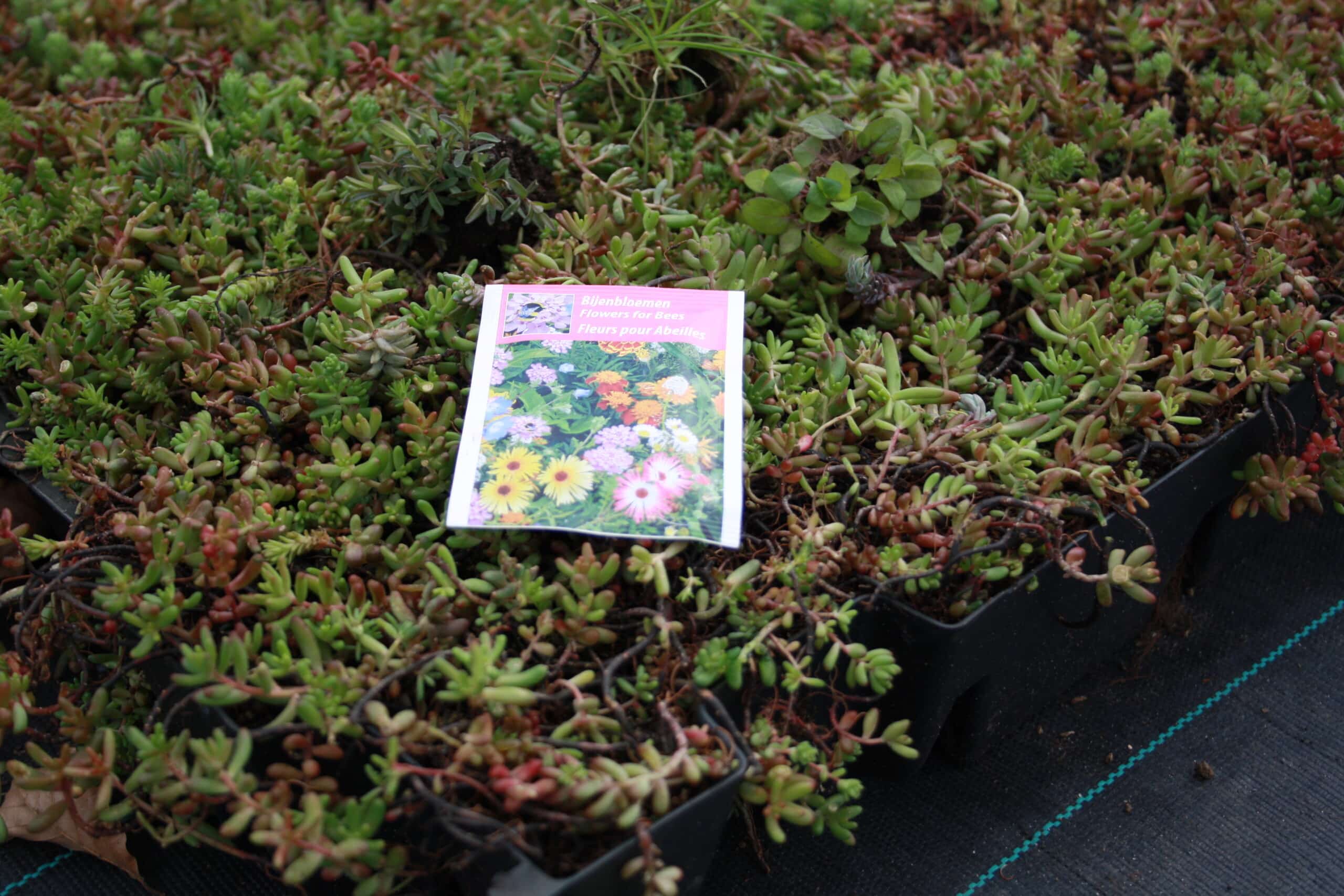 Sedum plant pakket met losse planten waterbuffer 32 liter per m² - Afbeelding 23