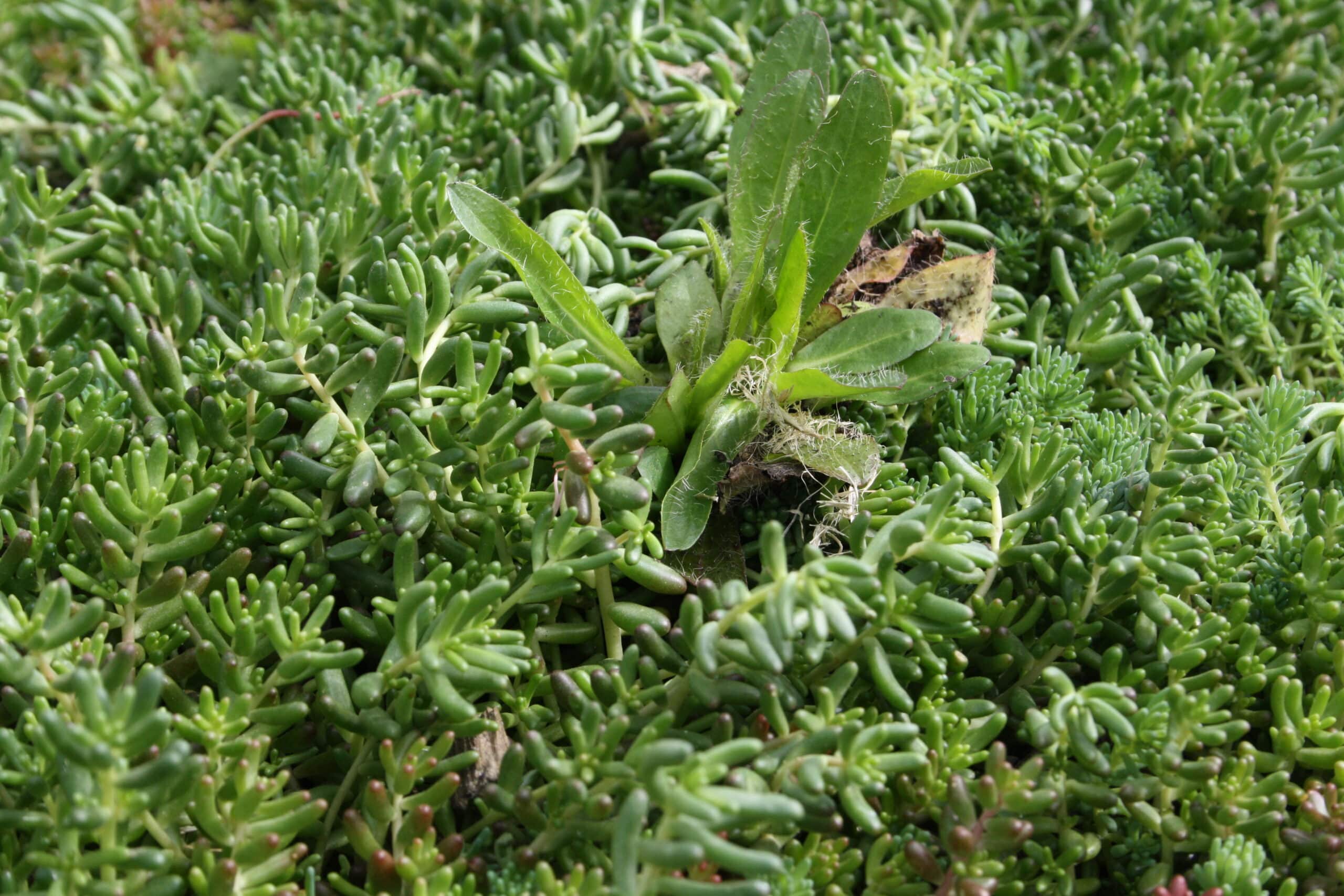 Sedum plant pakket met losse planten waterbuffer 32 liter per m² - Afbeelding 26