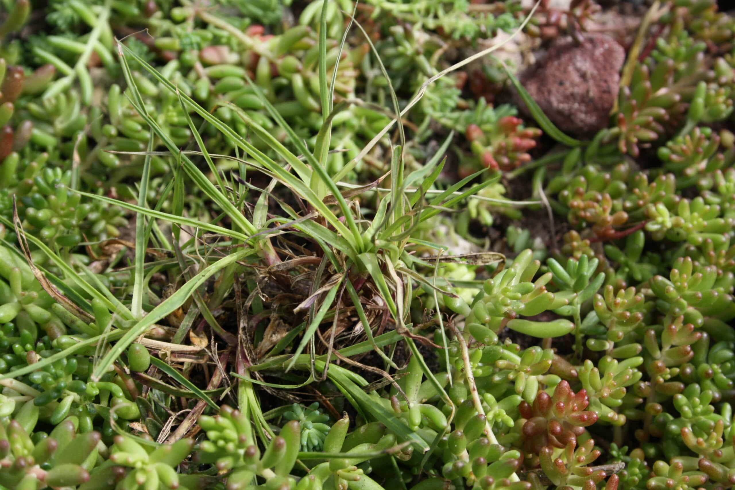 Sedum plant pakket met losse planten waterbuffer 32 liter per m² - Afbeelding 27