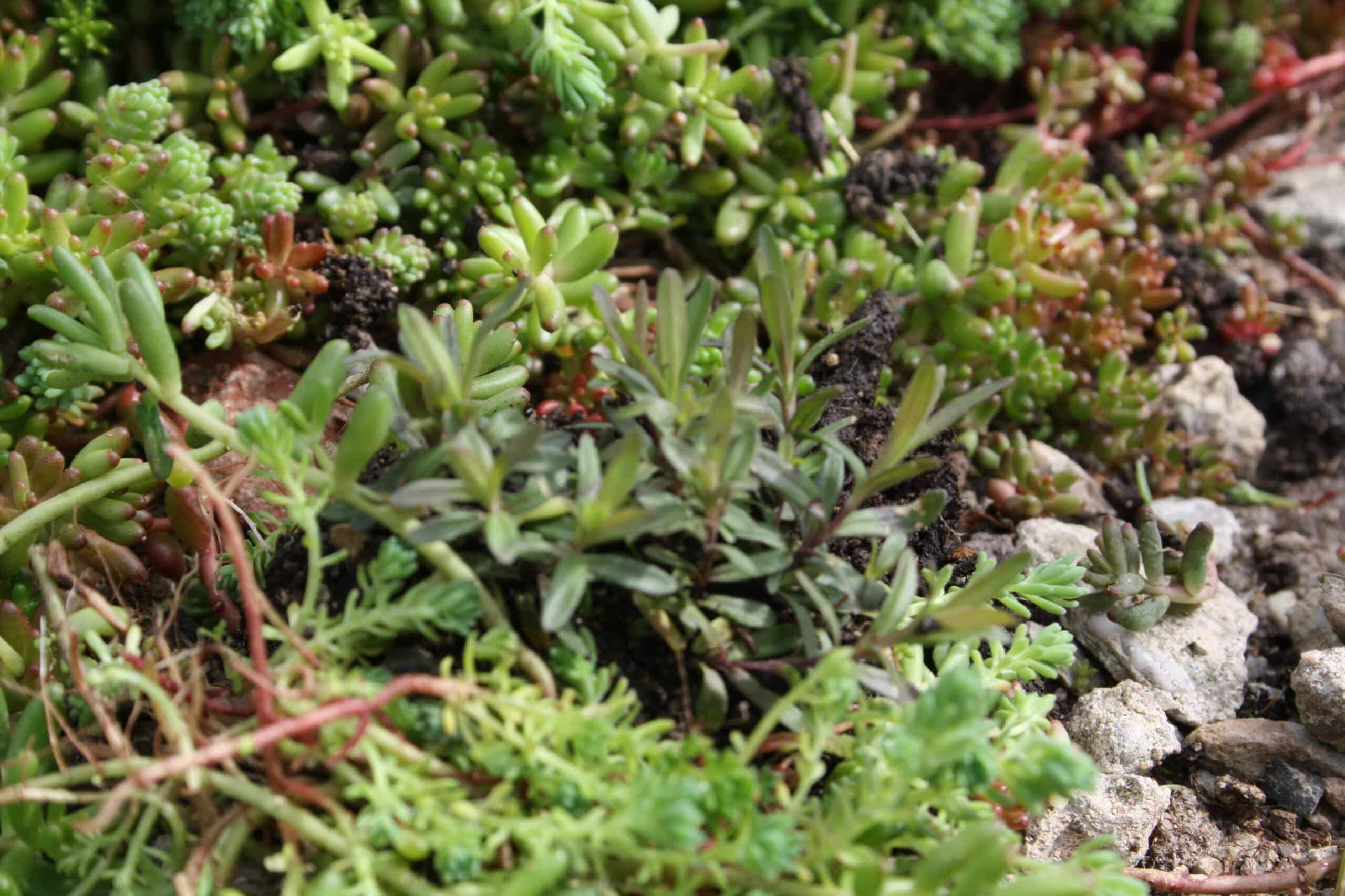 Sedum plant pakket met losse planten waterbuffer 32 liter per m² - Afbeelding 28