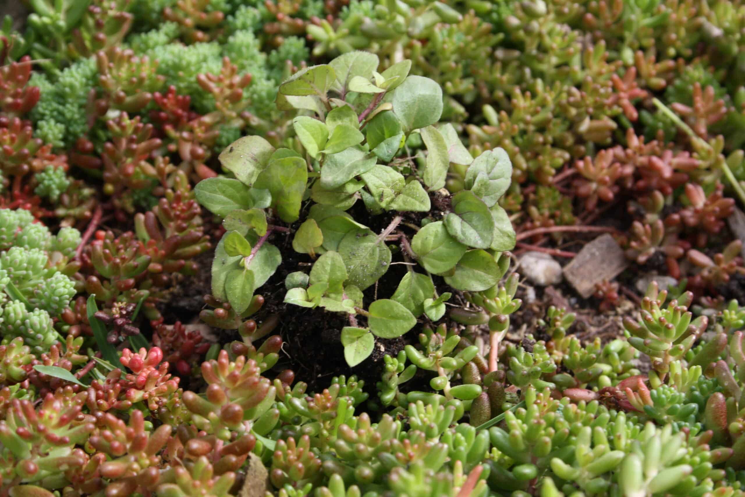 Sedum plant pakket met losse planten waterbuffer 32 liter per m² - Afbeelding 29