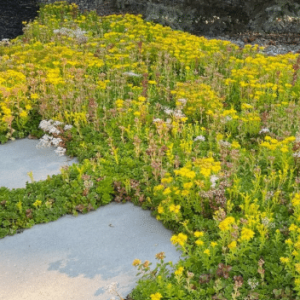 Sedummatten kant-en-klare met zomerbloemen
