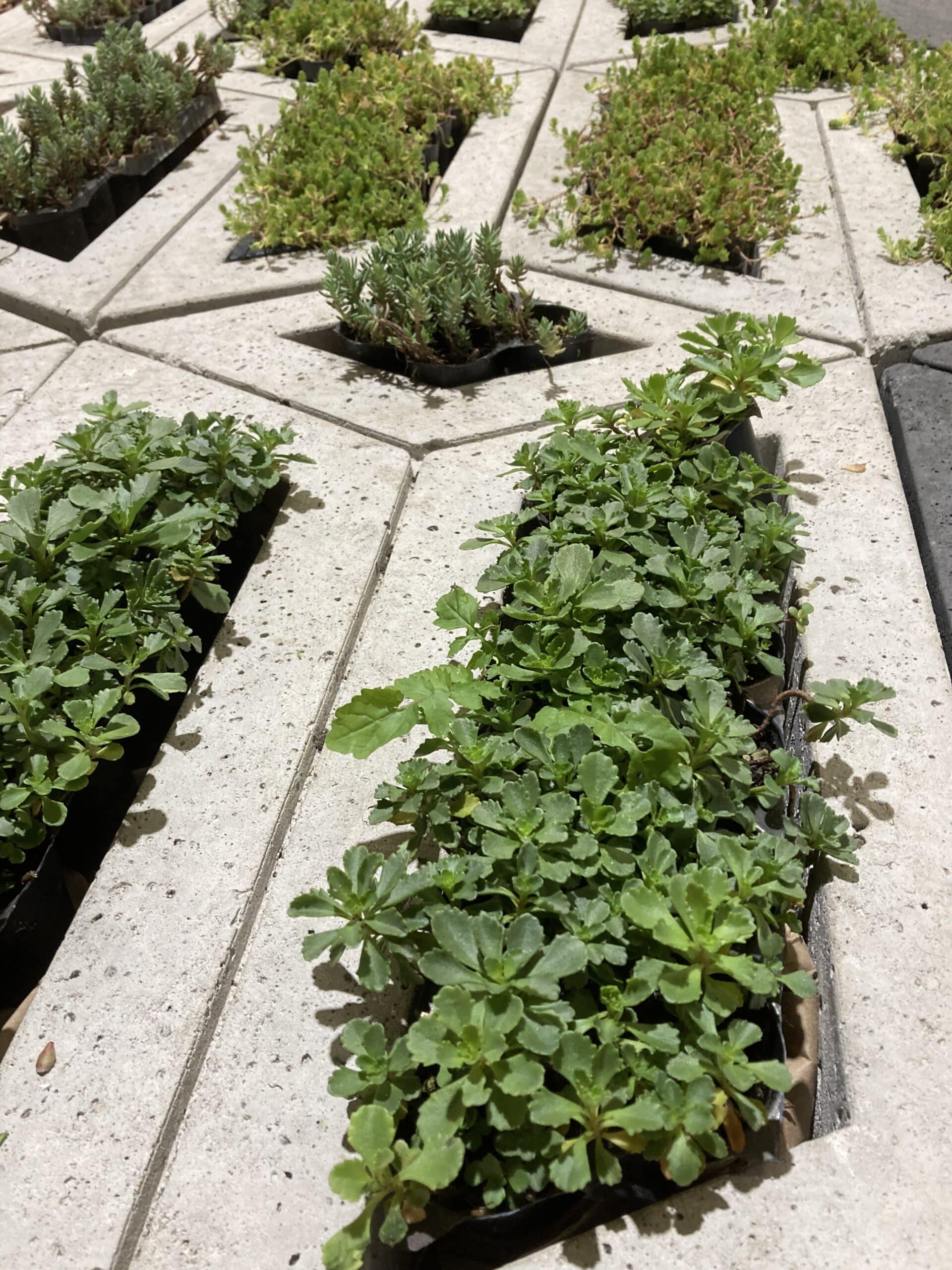 Sedum plant pakket met losse planten waterbuffer 32 liter per m² - Afbeelding 32