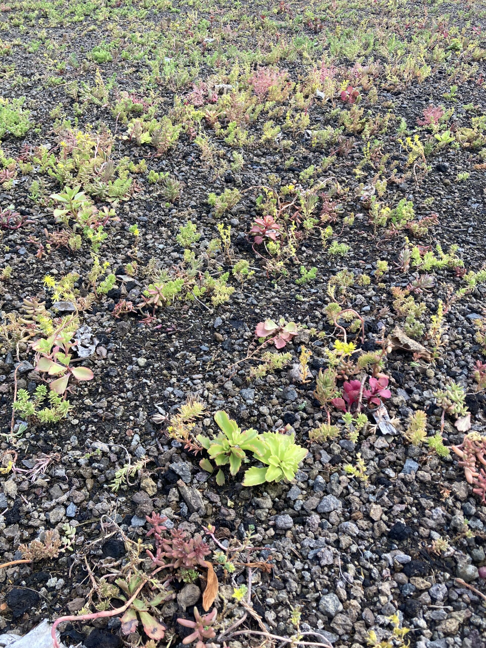 Sedum plant pakket met losse planten waterbuffer 32 liter per m² - Afbeelding 18