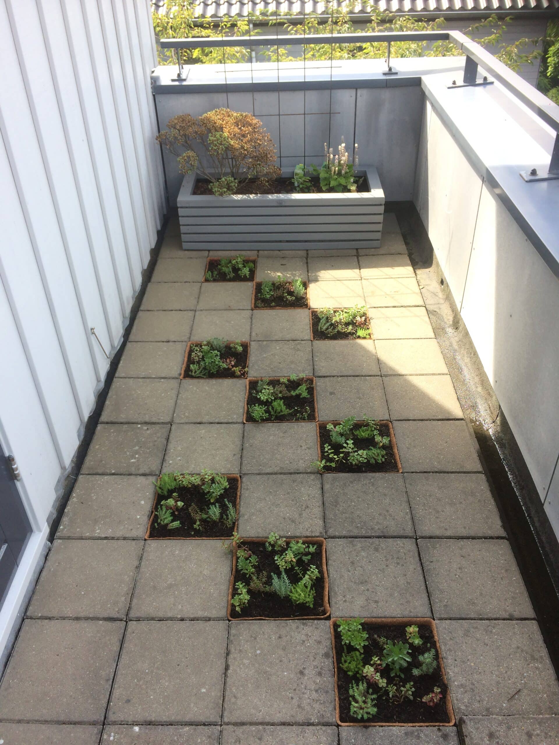 Sedum plant pakket met losse planten waterbuffer 32 liter per m² - Afbeelding 33