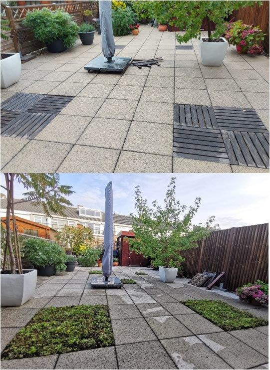 Sedum plant pakket met losse planten waterbuffer 32 liter per m² - Afbeelding 34