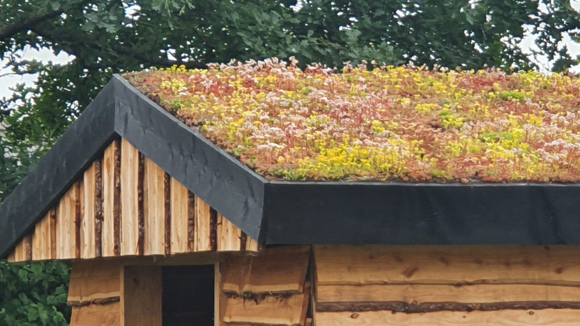 Sedum op schuin dak