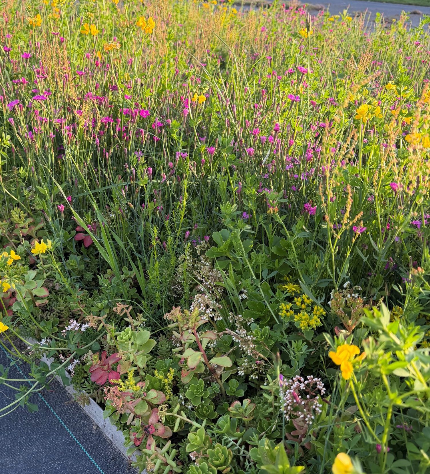 Sedum inheems kruiden dakpakket waterbuffer 35 liter per m² - Afbeelding 6