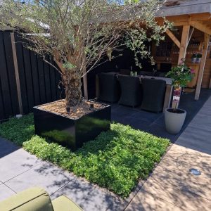 Sedummatten kant-en-klare groendakmatten voor tuin en dak