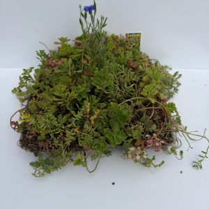 Sedum vaste planten tegel 30x30 cm