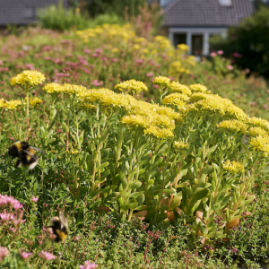 Sedumdak met bloeiende kruiden en sedum dat bijen en vlinders aantrekt voor meer biodiversiteit