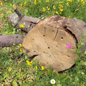 Boomstam insectenhotel