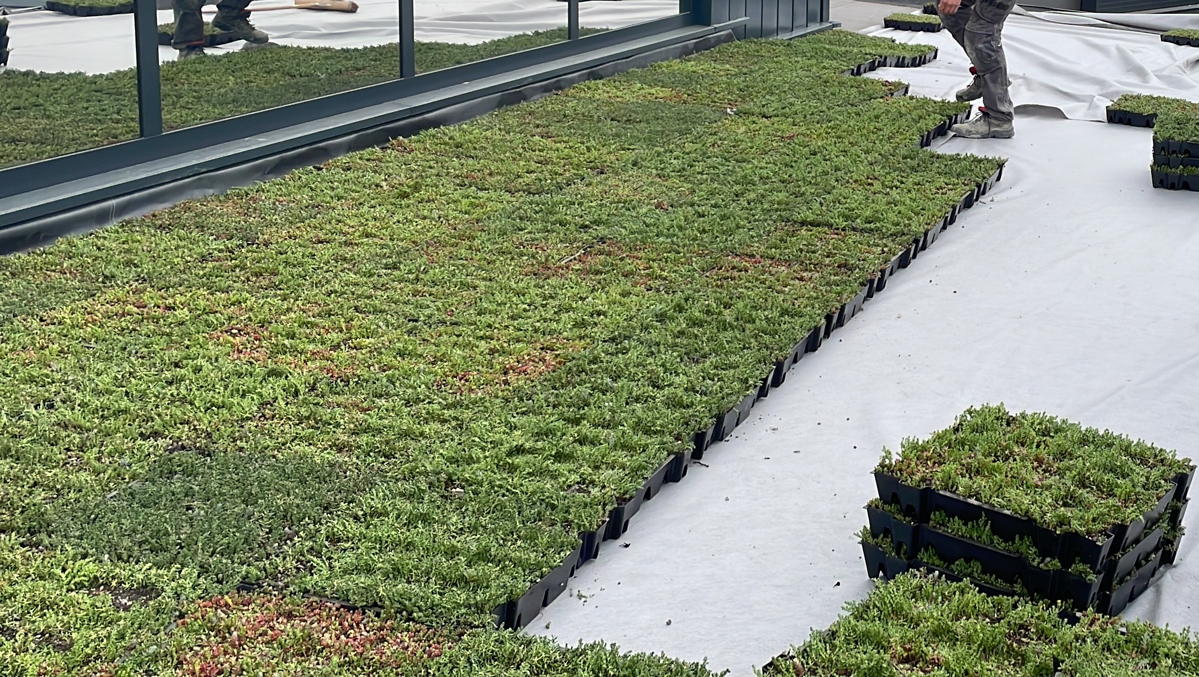 Dakdekker legt sedum cassettes in zwarte trays op een dak met wit worteldoek